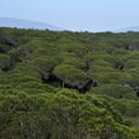Mata Nacional de Barão de São João