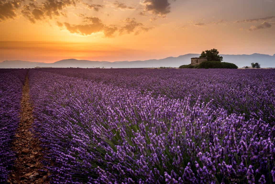 Plateau de Valensole