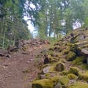 Purpurkopf
