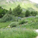 Jardin botanique alpin du Lautaret