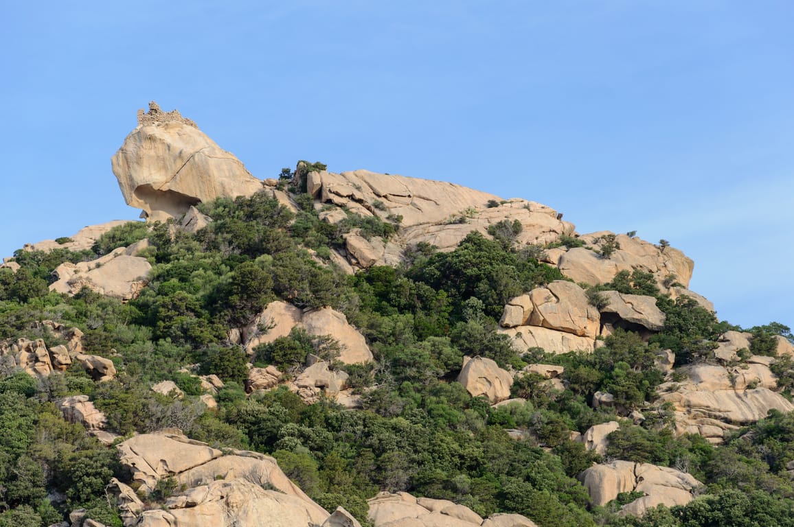 Lion de Roccapina